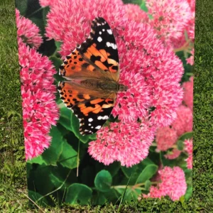 A butterfly perched on vibrant pink flowers amid green leaves.