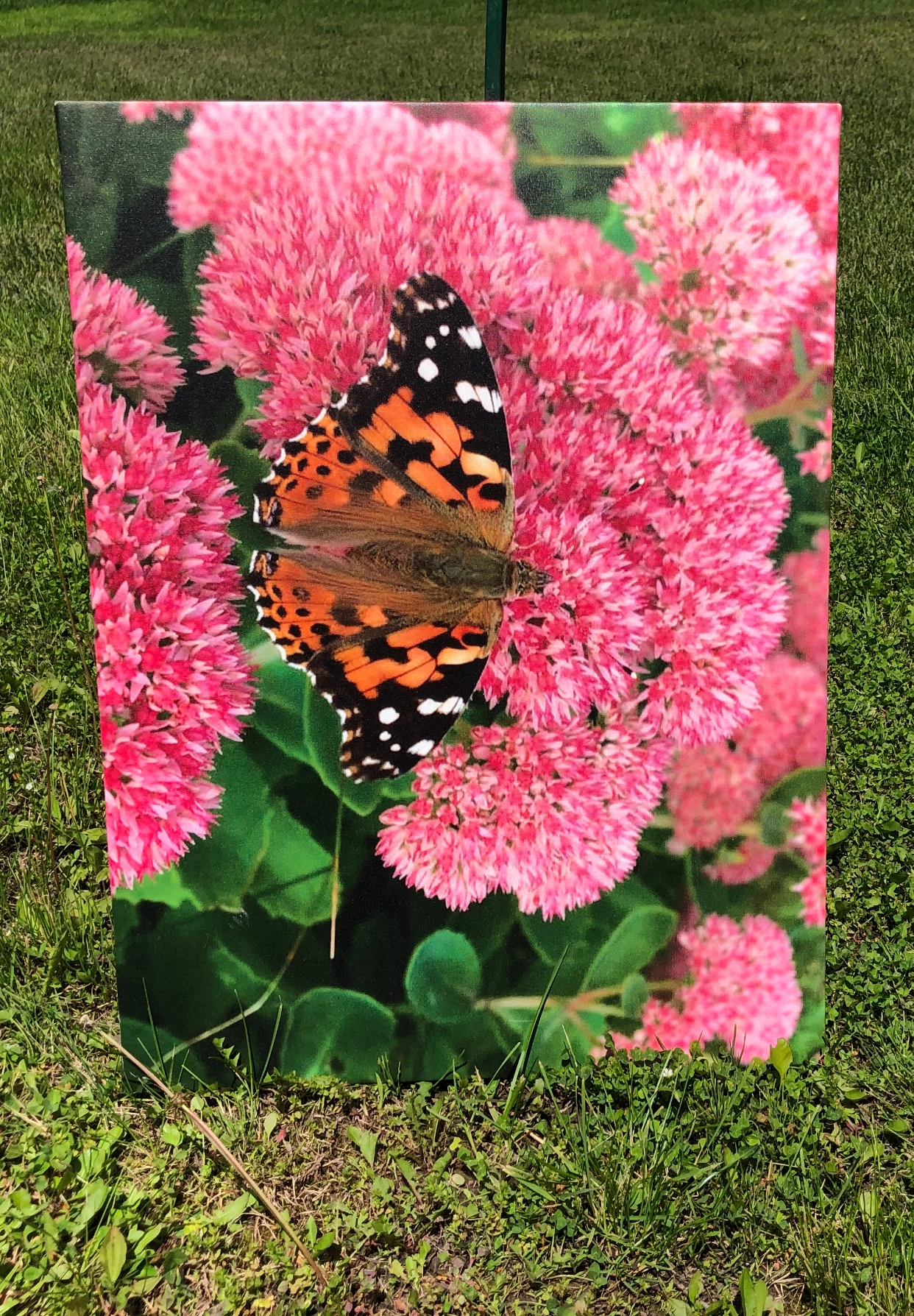 A butterfly perched on vibrant pink flowers amid green leaves.